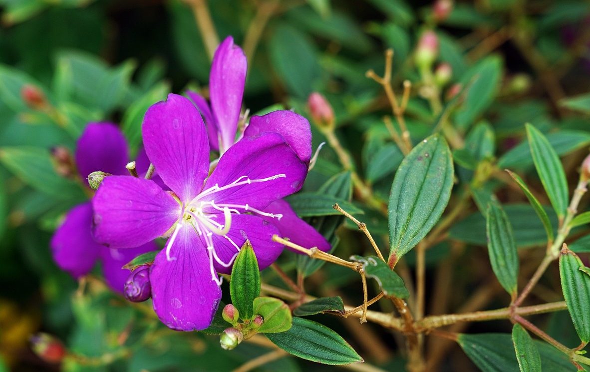 chinese-3060947_1280