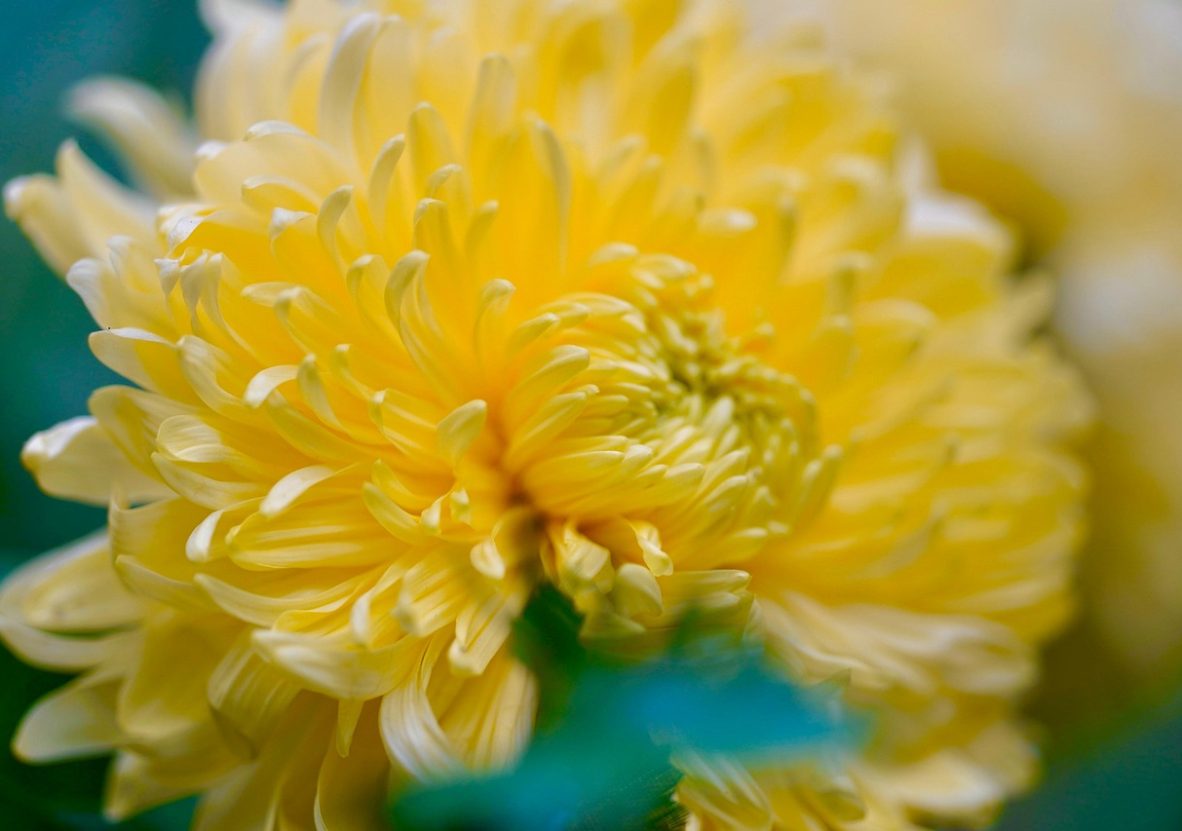 chrysanthemum-5668882_1280