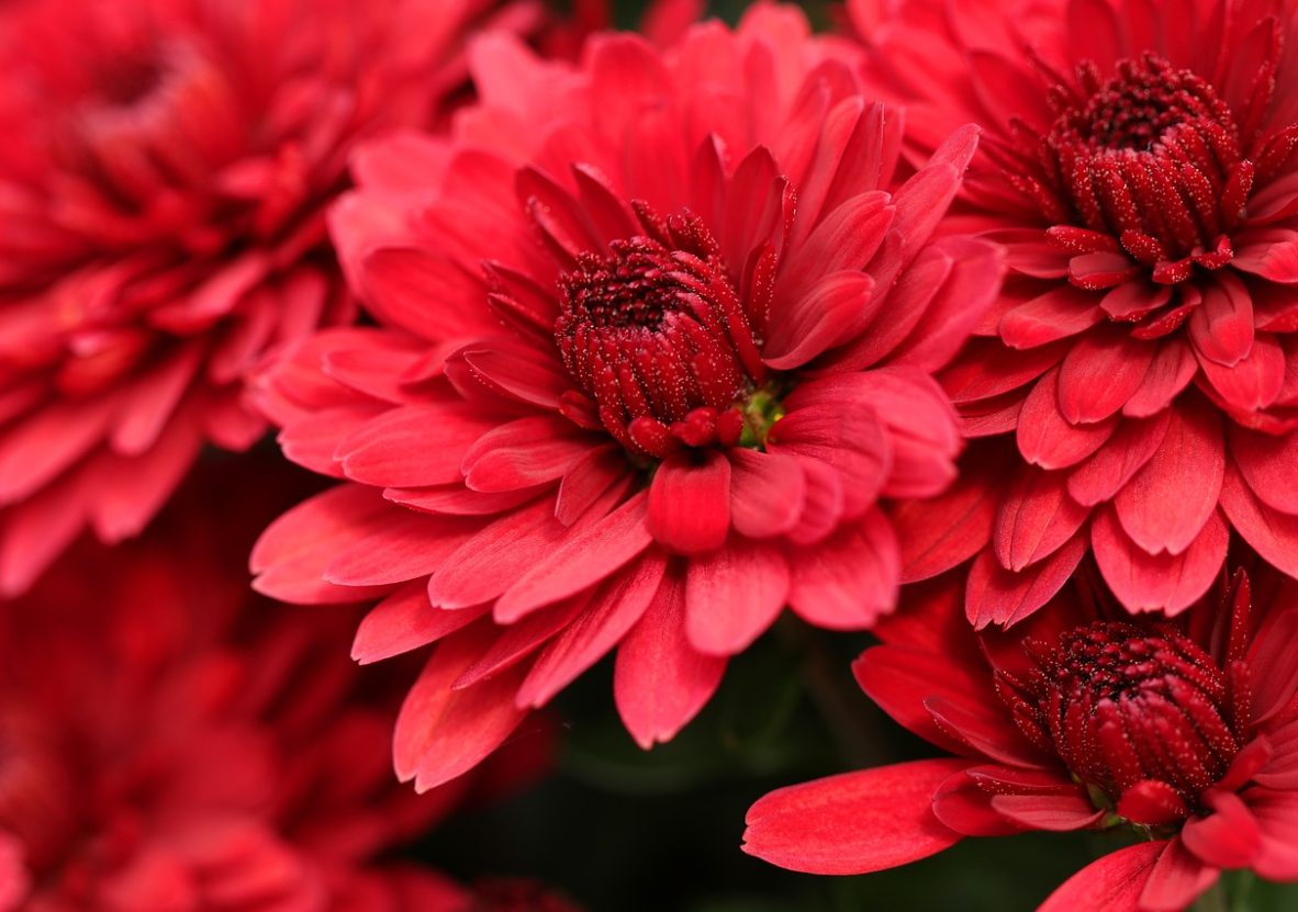 chrysanthemums-5741798_1280