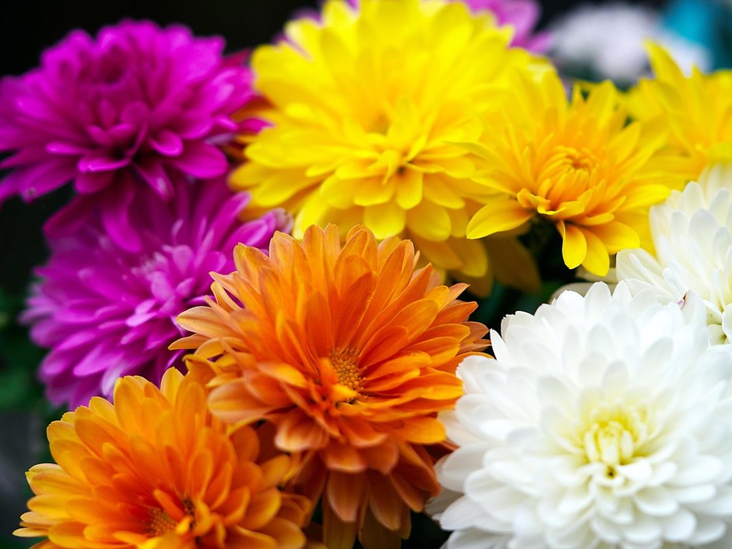 chrysanthemums-6661564_1280