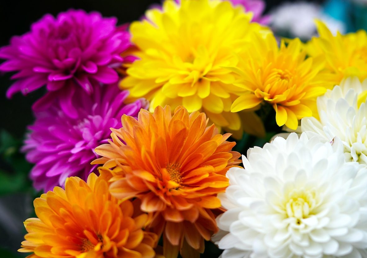 chrysanthemums-6661564_1280
