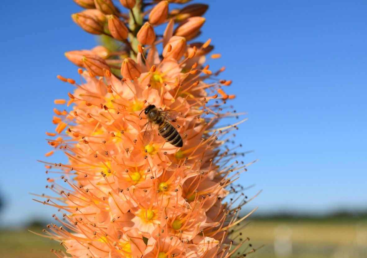 eremurus-1476240_1280