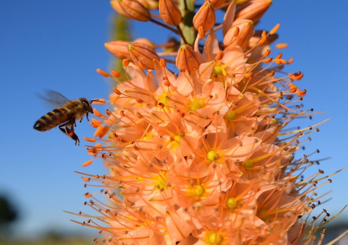 eremurus-1476241_1280