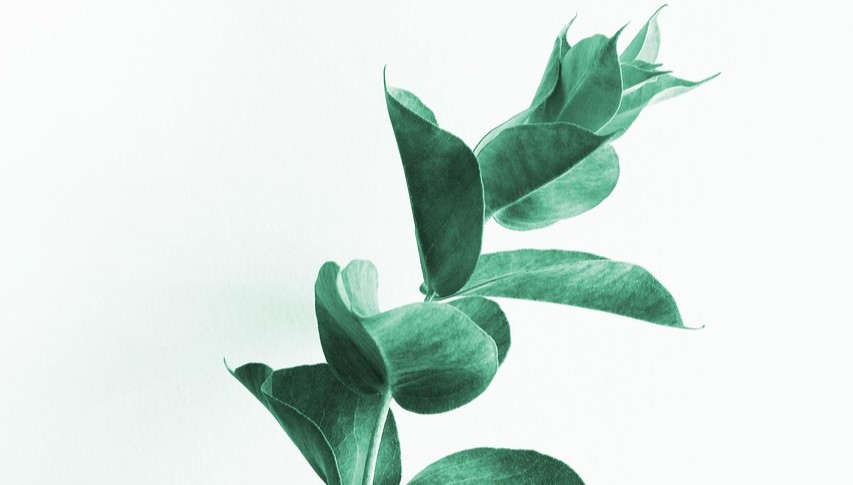 eucalyptus-4460424_1280