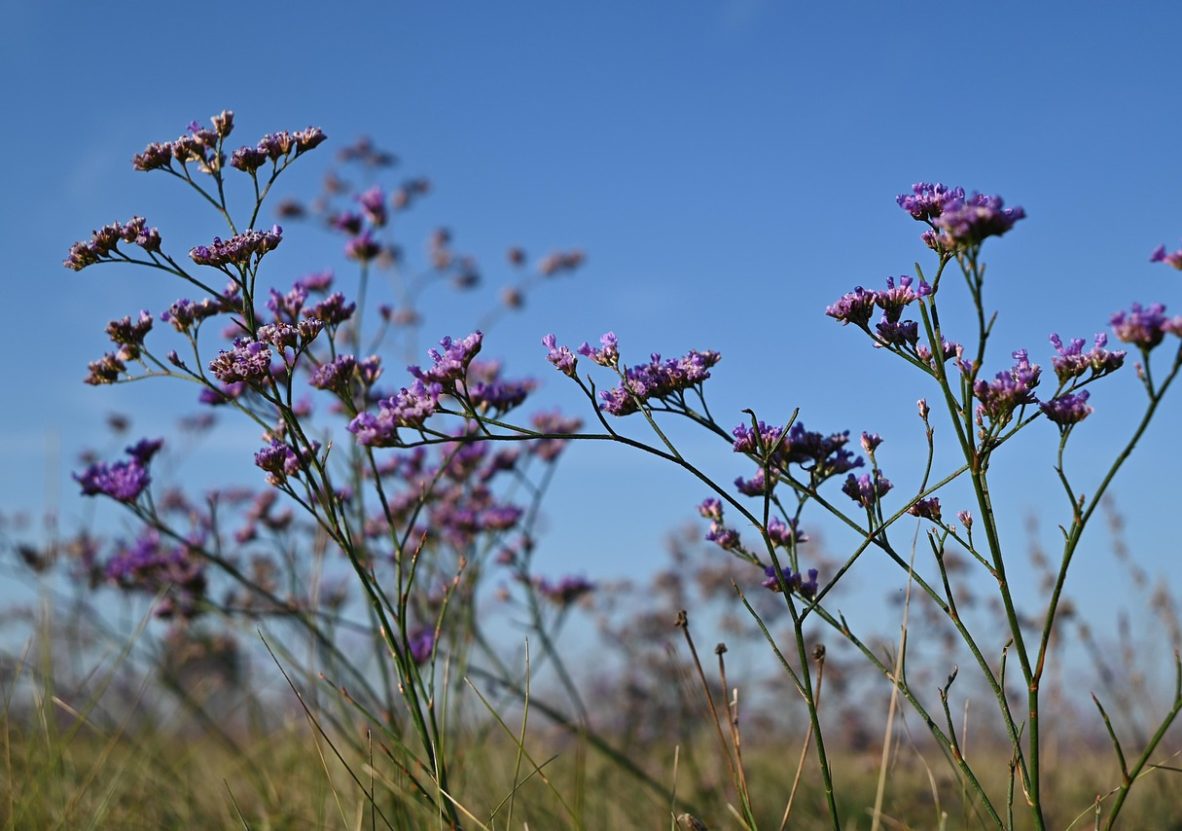 flowers-6622006_1280