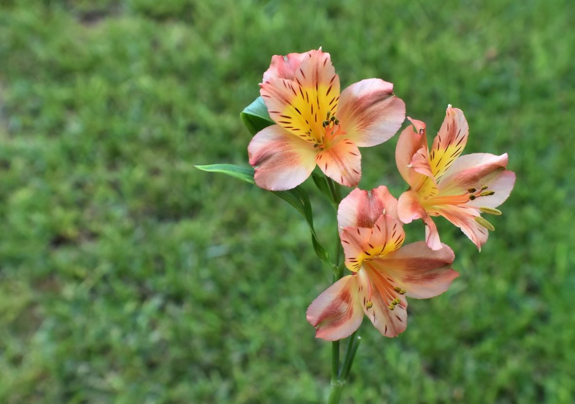 flowers-7471609_1280