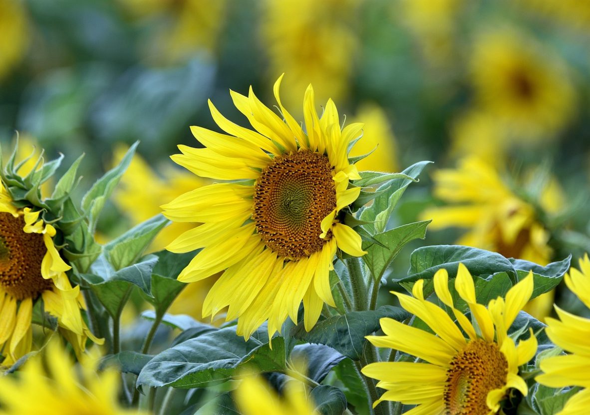 flowers-8164472_1280