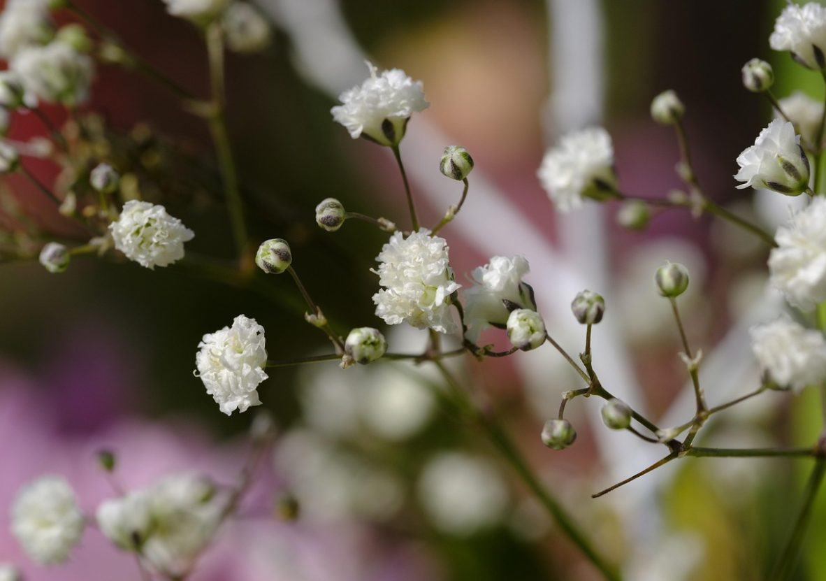 gypsophila-3257415_1280