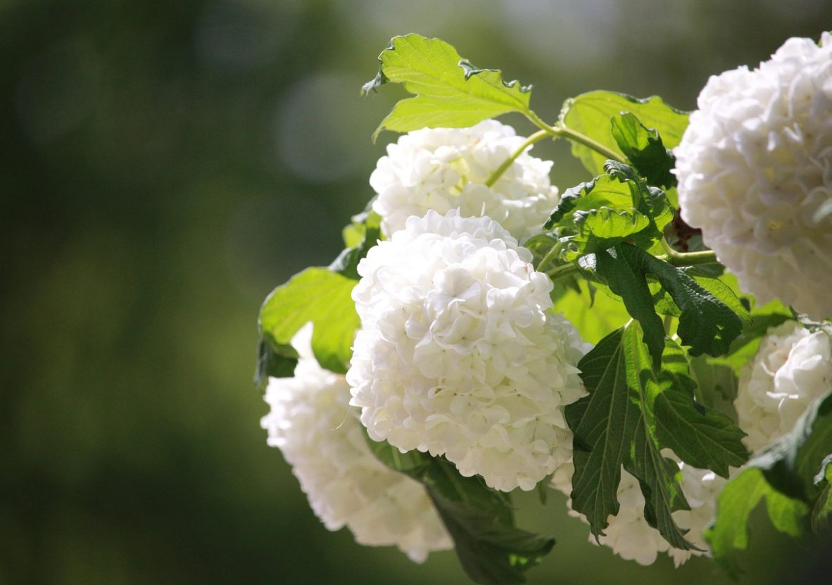 hydrangea-2879167_1280