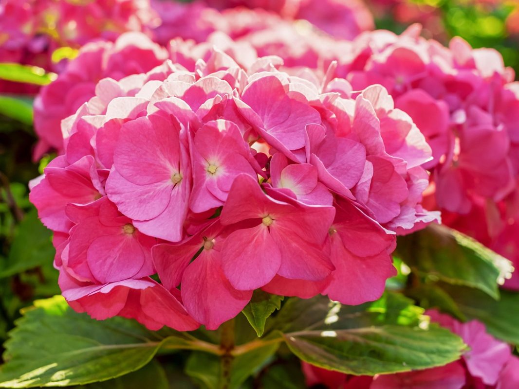 hydrangea-3477093_1280