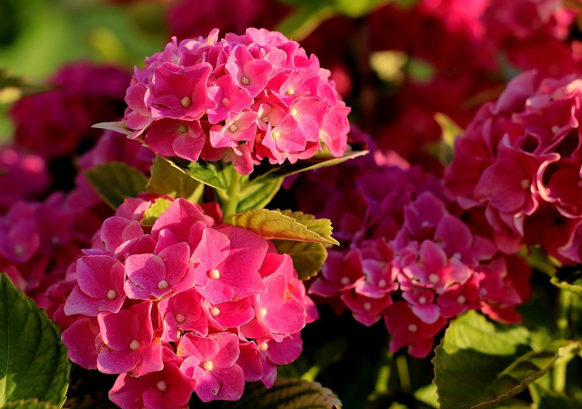 hydrangea-4372349_1280