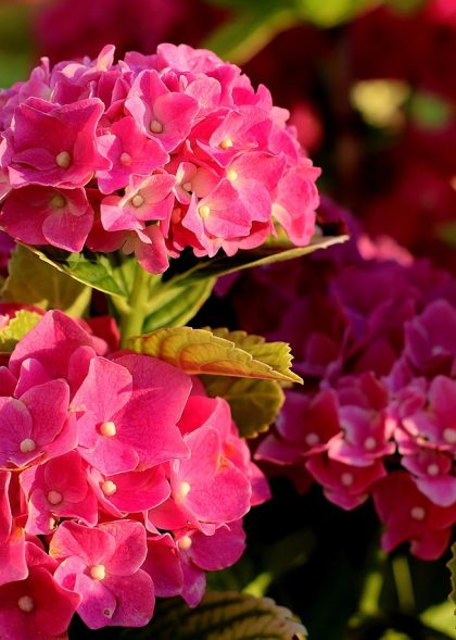 hydrangea-4372349_1280
