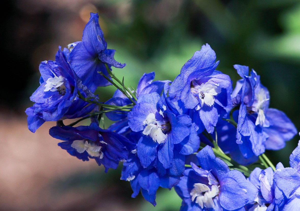 larkspur-170234_1280