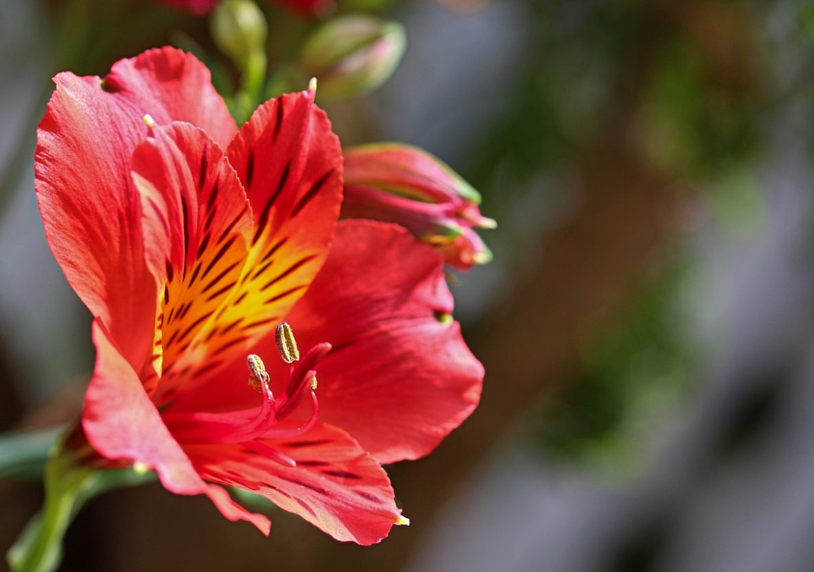 red-flower-6693412_1280