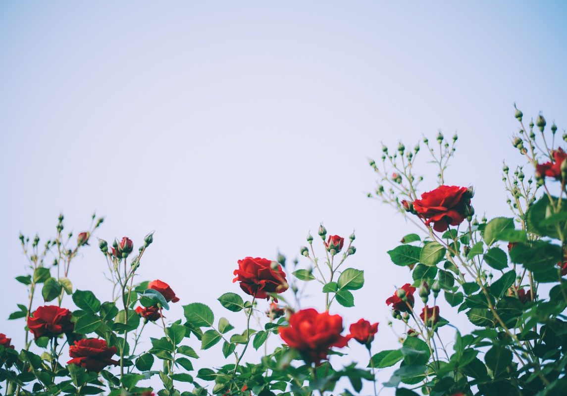 roses-4359808_1280