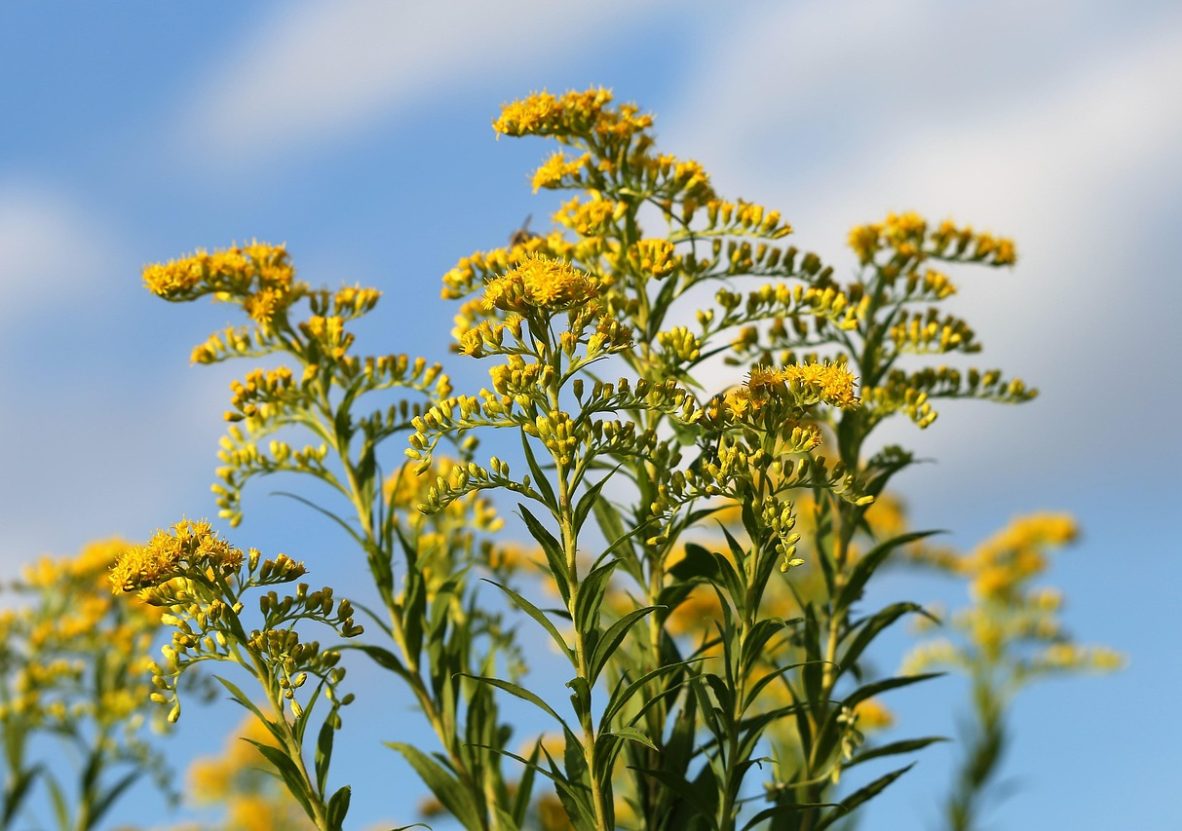 solidago-gigantea-4378185_1280
