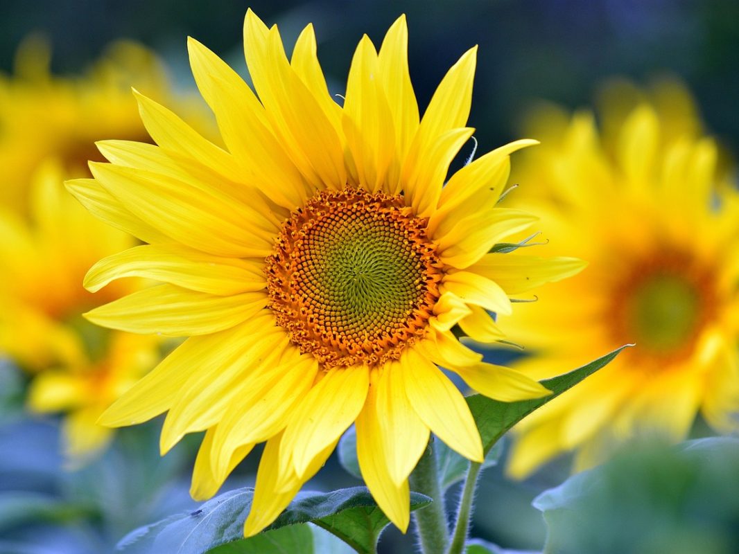 sunflowers-8351807_1280