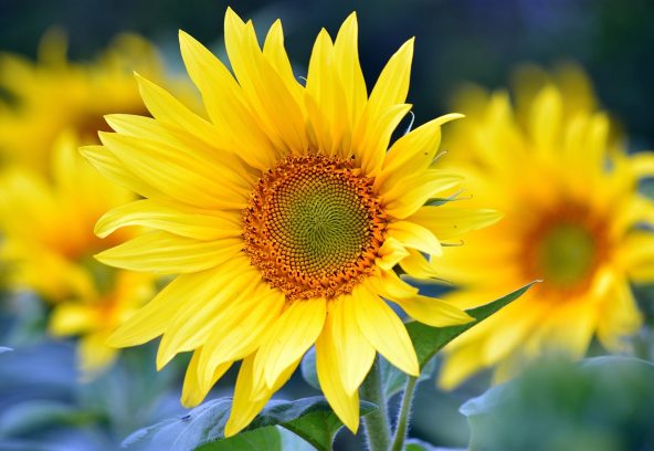 sunflowers-8351807_1280