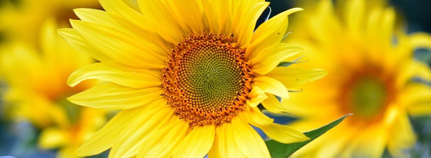 sunflowers-8351807_1280