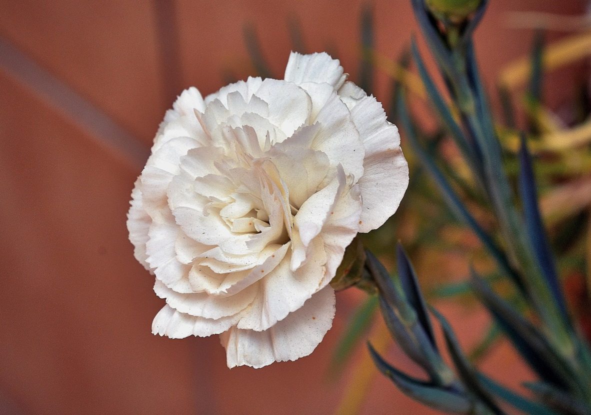 white-carnation-4303549_1280