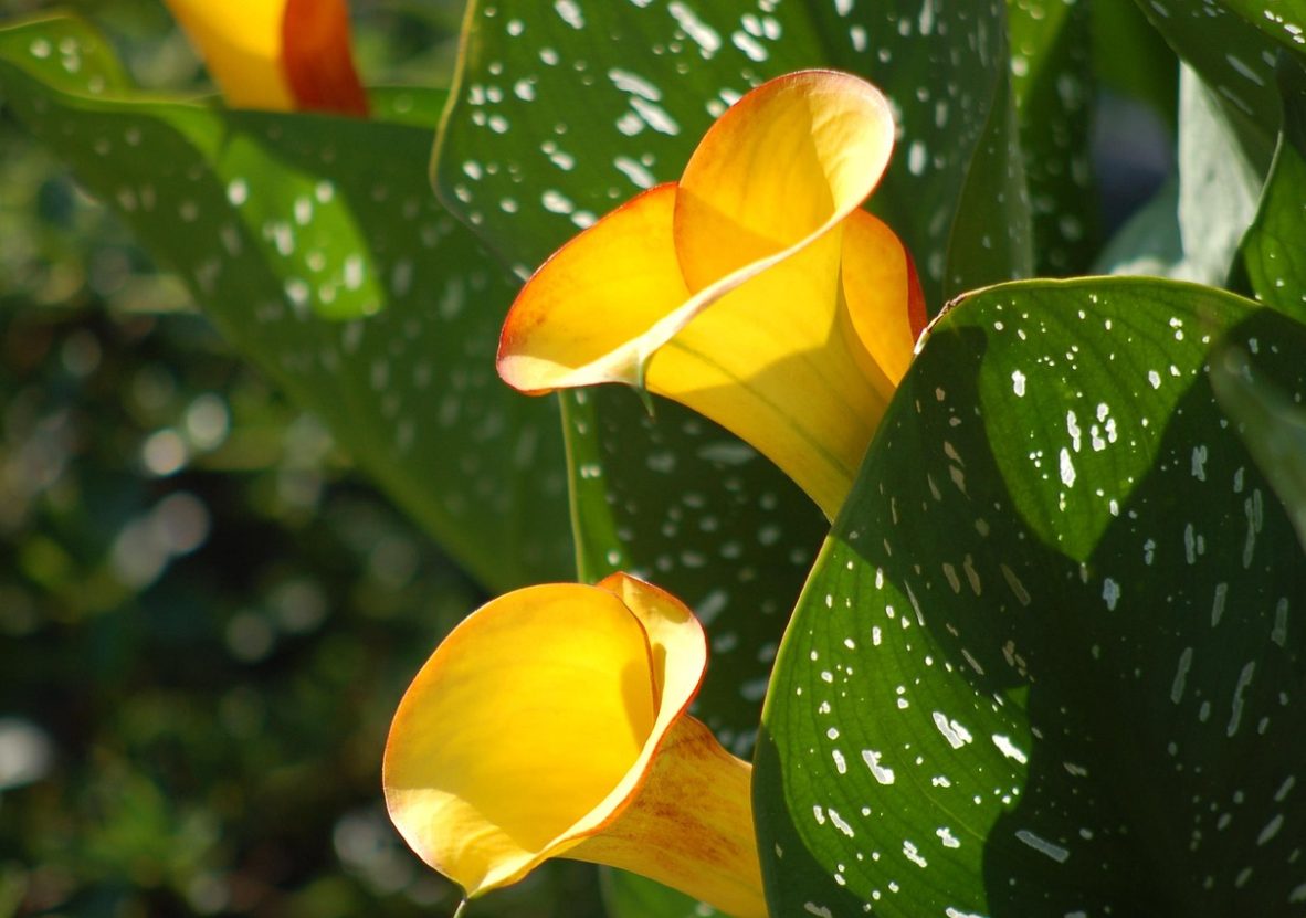 yellow-flowers-3492234_1280