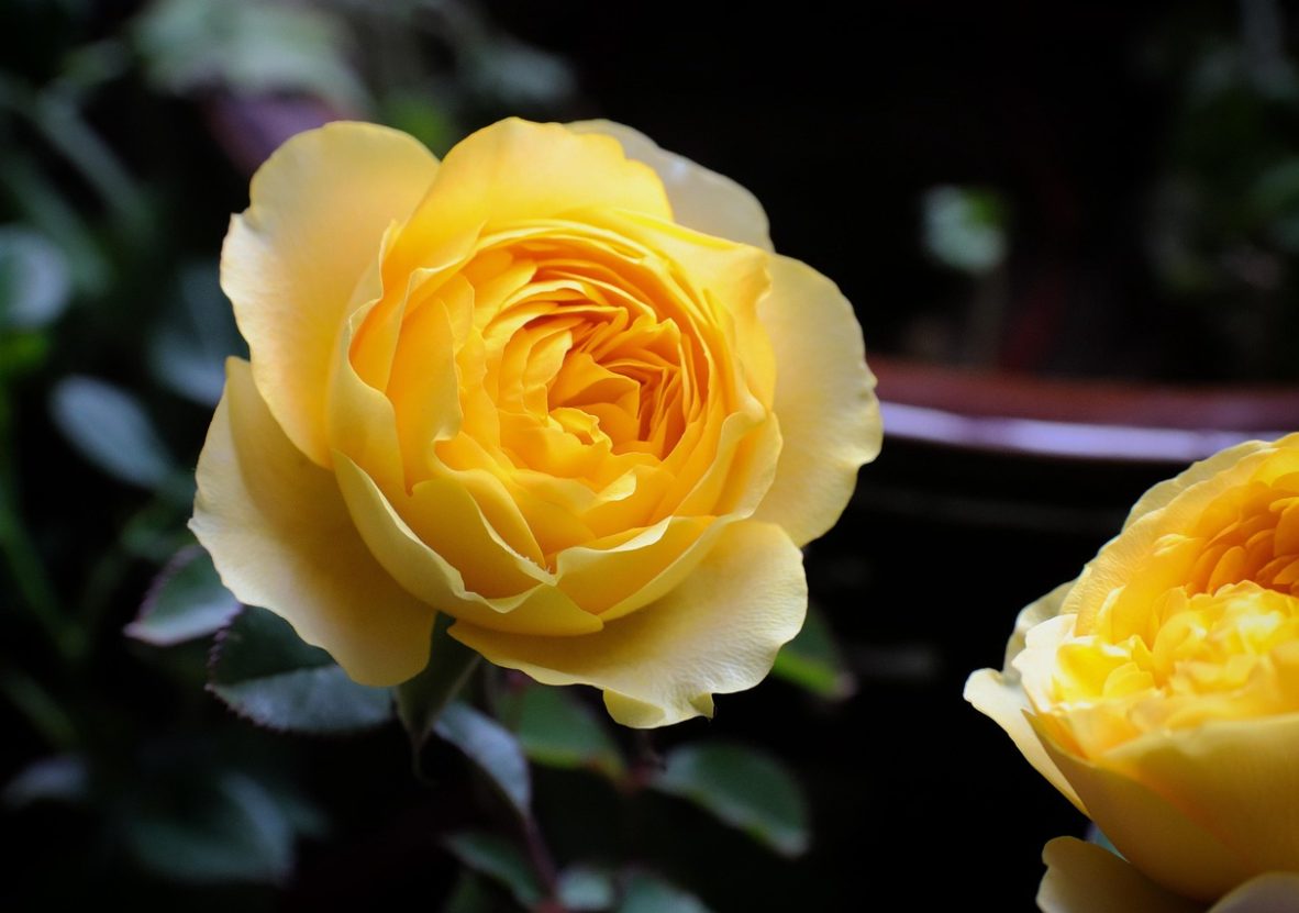 chinese-rose-5029318_1280