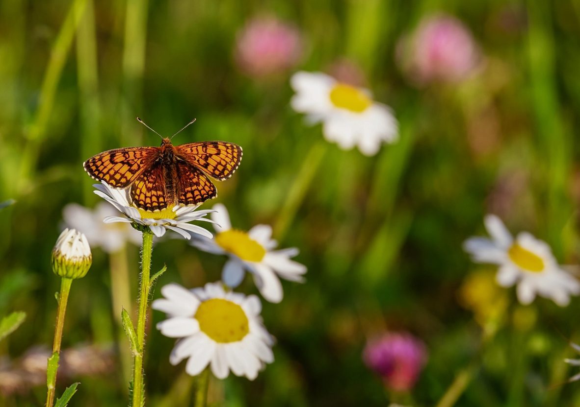 butterfly-3418535_1280